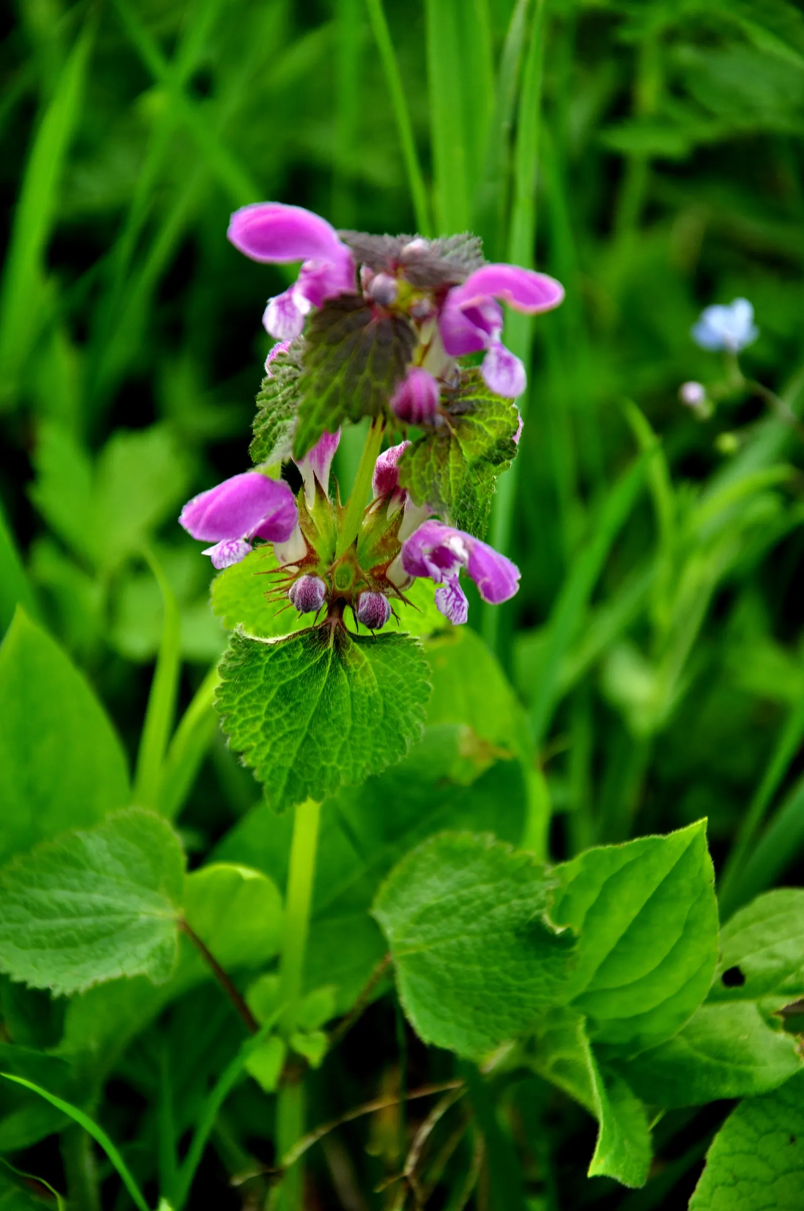 Dead Nettle (Lamium Maculatum) — is a shade-tolerant perennial with variegated foliage and hooded pink; heart-shaped green leaves, image 266