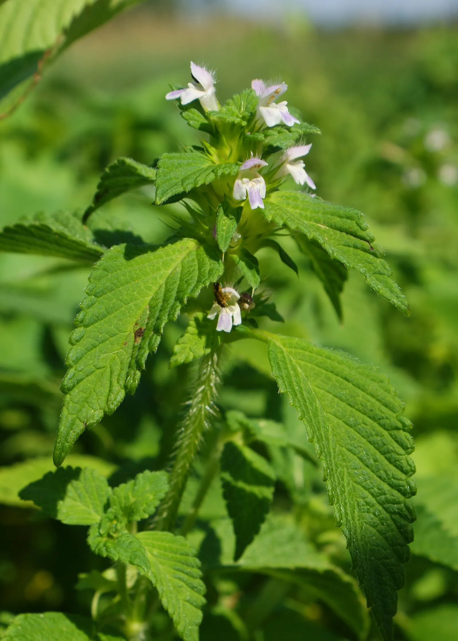 Dead Nettle (Lamium Maculatum) — with a distinctive silver marking on the broad; and attraction of pollinators such as bees, image 106