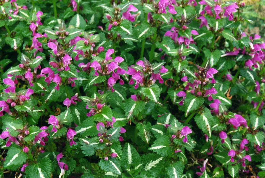 Dead Nettle (Lamium Maculatum) — Blooms appear in late spring to early summer; these blooms contrast well with the foliage and can intermittently, image 246