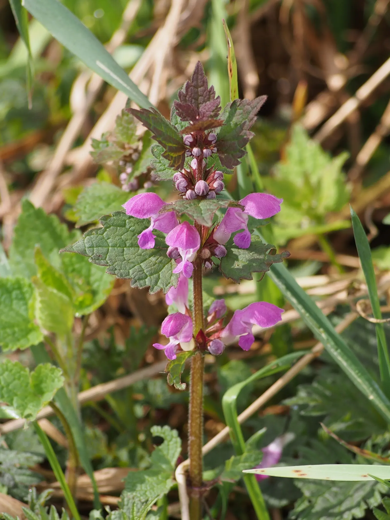 Dead Nettle (Lamium Maculatum) — and attraction of pollinators such as bees; with a distinctive silver marking on the broad, image 259