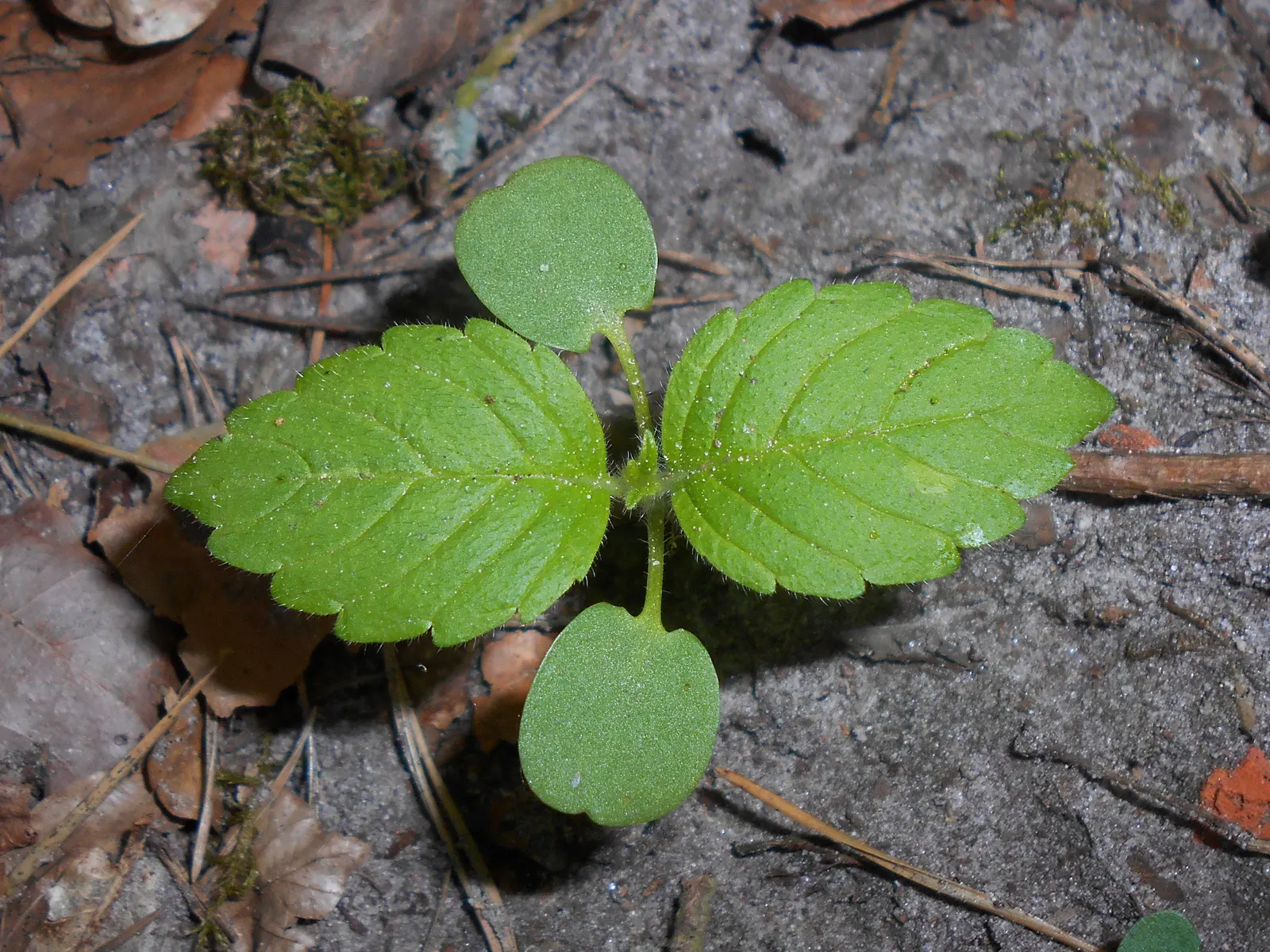 Dead Nettle (Lamium Maculatum) — These blooms contrast well with the foliage and can intermittently reappear throughout the growing season; blooms, image 111