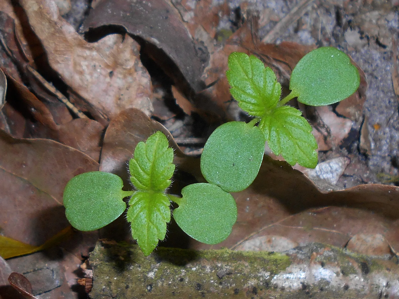 Dead Nettle (Lamium Maculatum) — well-drained soil with a pH that is neutral to slightly acidic; tubular flowers bloom in shades of pink, image 112