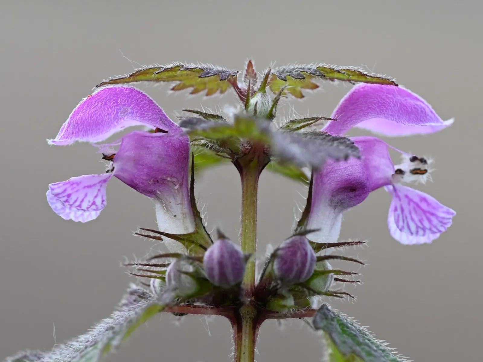 Dead Nettle (Lamium Maculatum) — Dead Nettle thrives in zones 3-8, preferring moist, well-draining soil; commonly known as Dead Nettle, image 220