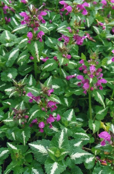 Dead Nettle (Lamium Maculatum) — commonly known as Dead Nettle; dead Nettle thrives in zones 3-8, preferring moist, well-draining soil, image 241