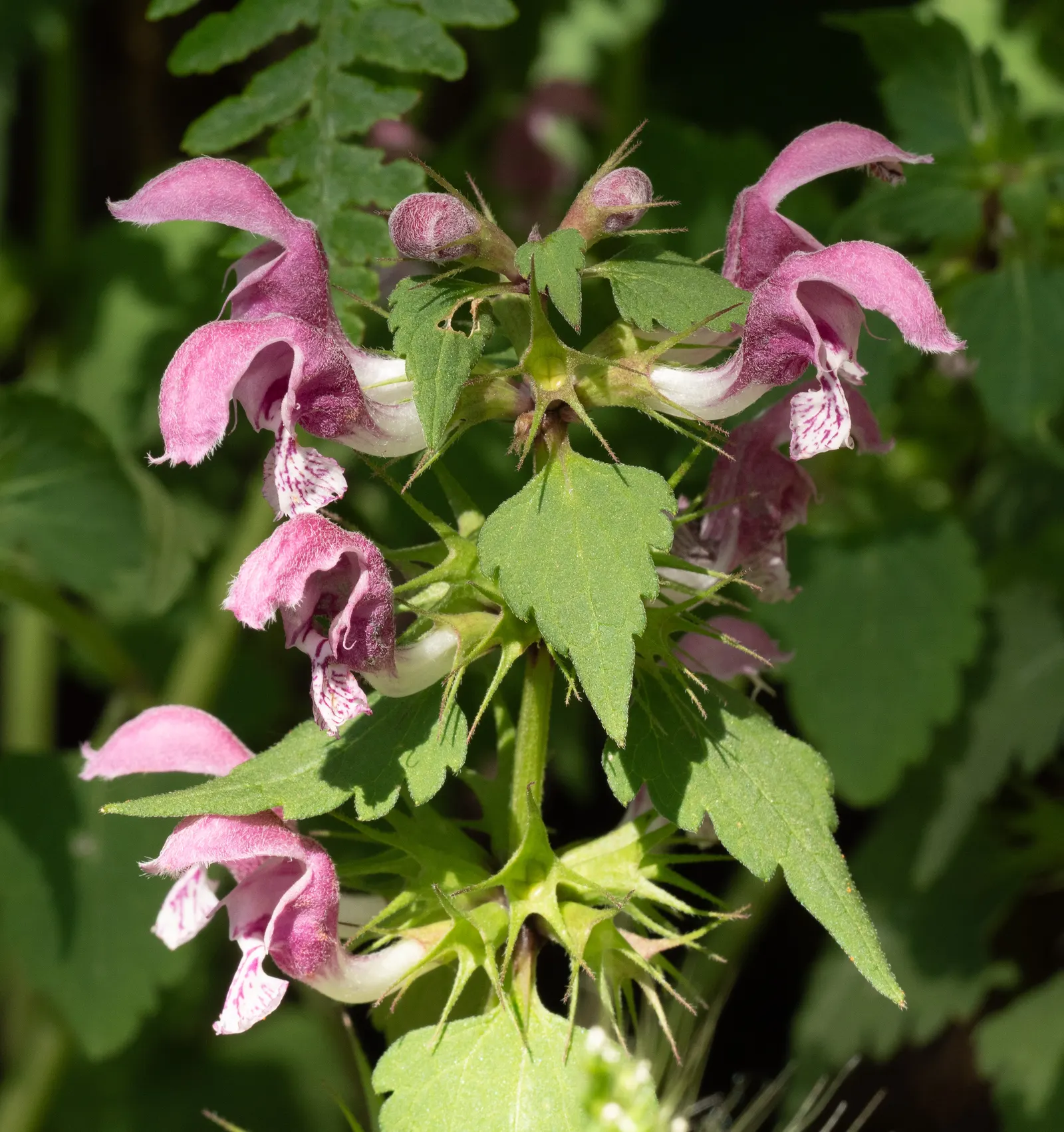 Dead Nettle (Lamium Maculatum) — is an herbaceous perennial that offers a multitude of benefits for both landscape design and the home gardener, image 175