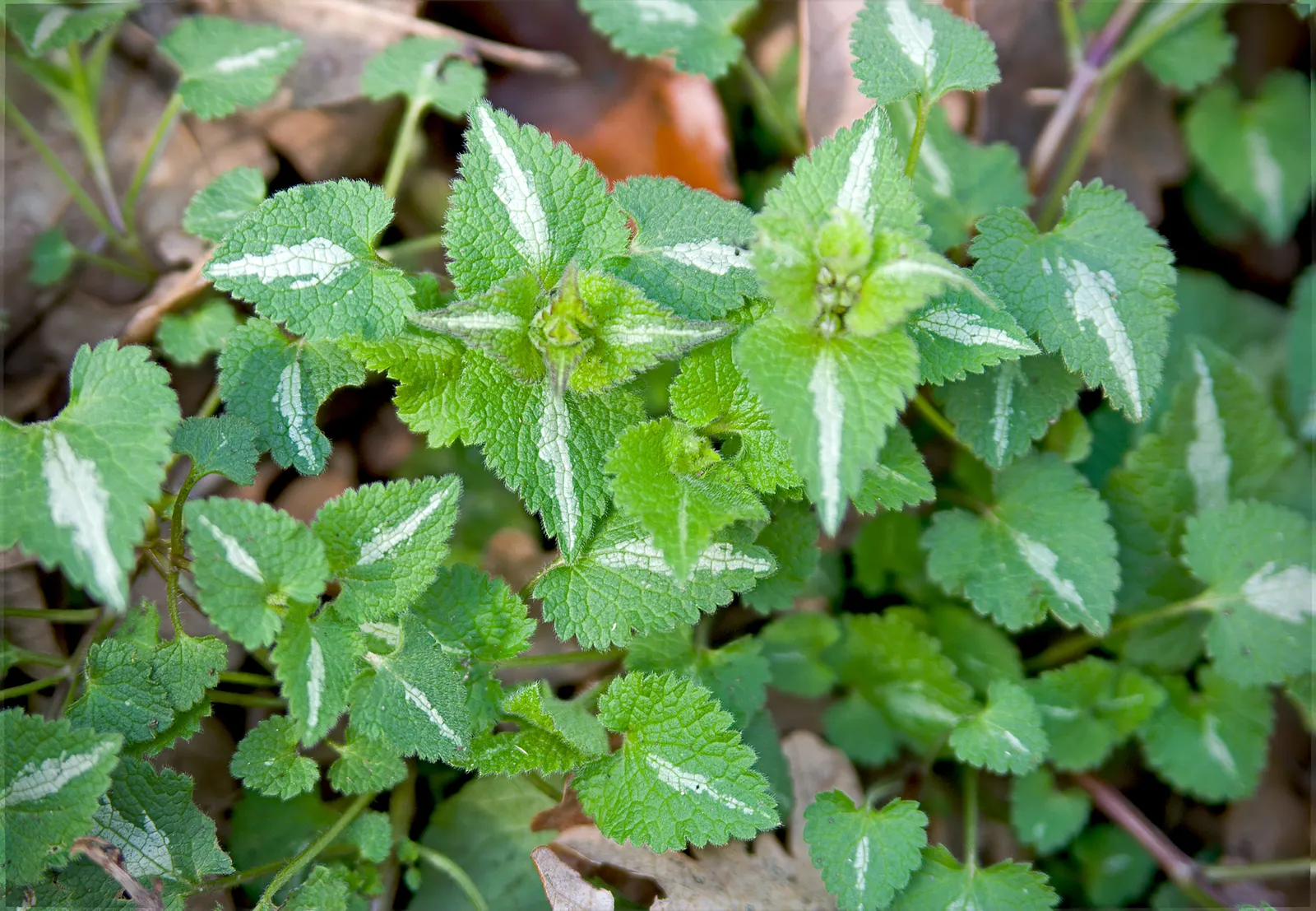 Dead Nettle (Lamium Maculatum) — is an herbaceous perennial that offers a multitude of benefits for both landscape design and the home gardener, image 247