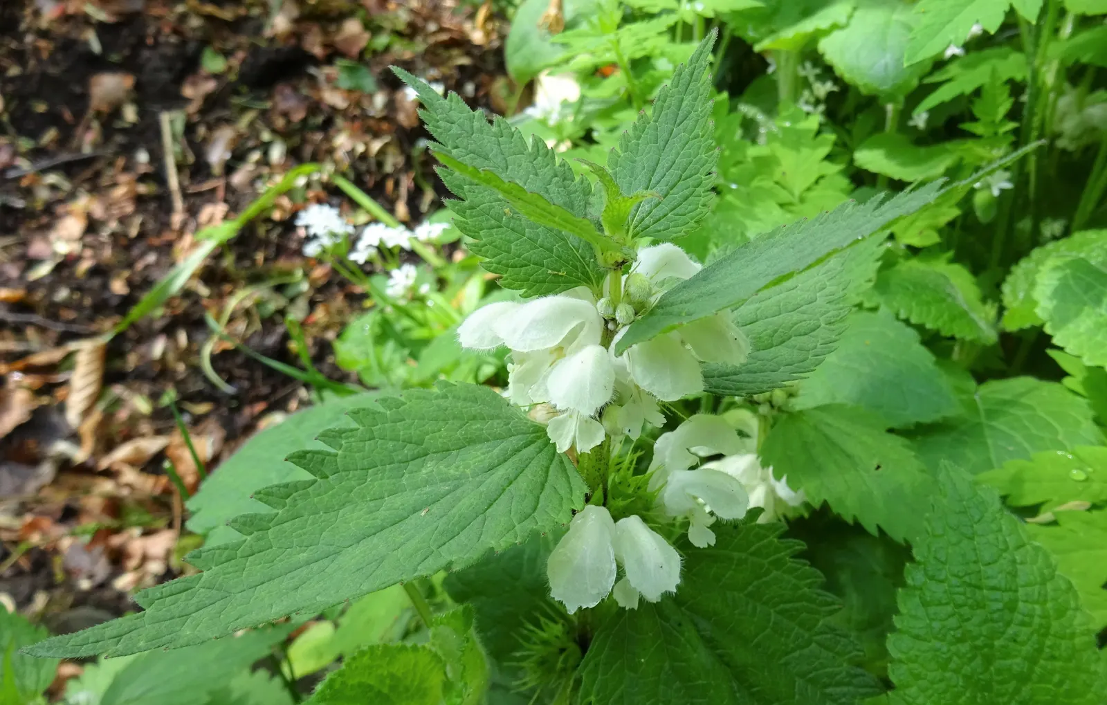 Dead Nettle (Lamium Maculatum) — is a shade-tolerant perennial with variegated foliage and hooded pink; heart-shaped green leaves, image 50