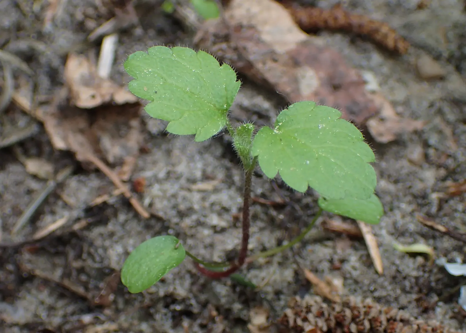 Dead Nettle (Lamium Maculatum) — heart-shaped green leaves; is a shade-tolerant perennial with variegated foliage and hooded pink, image 251