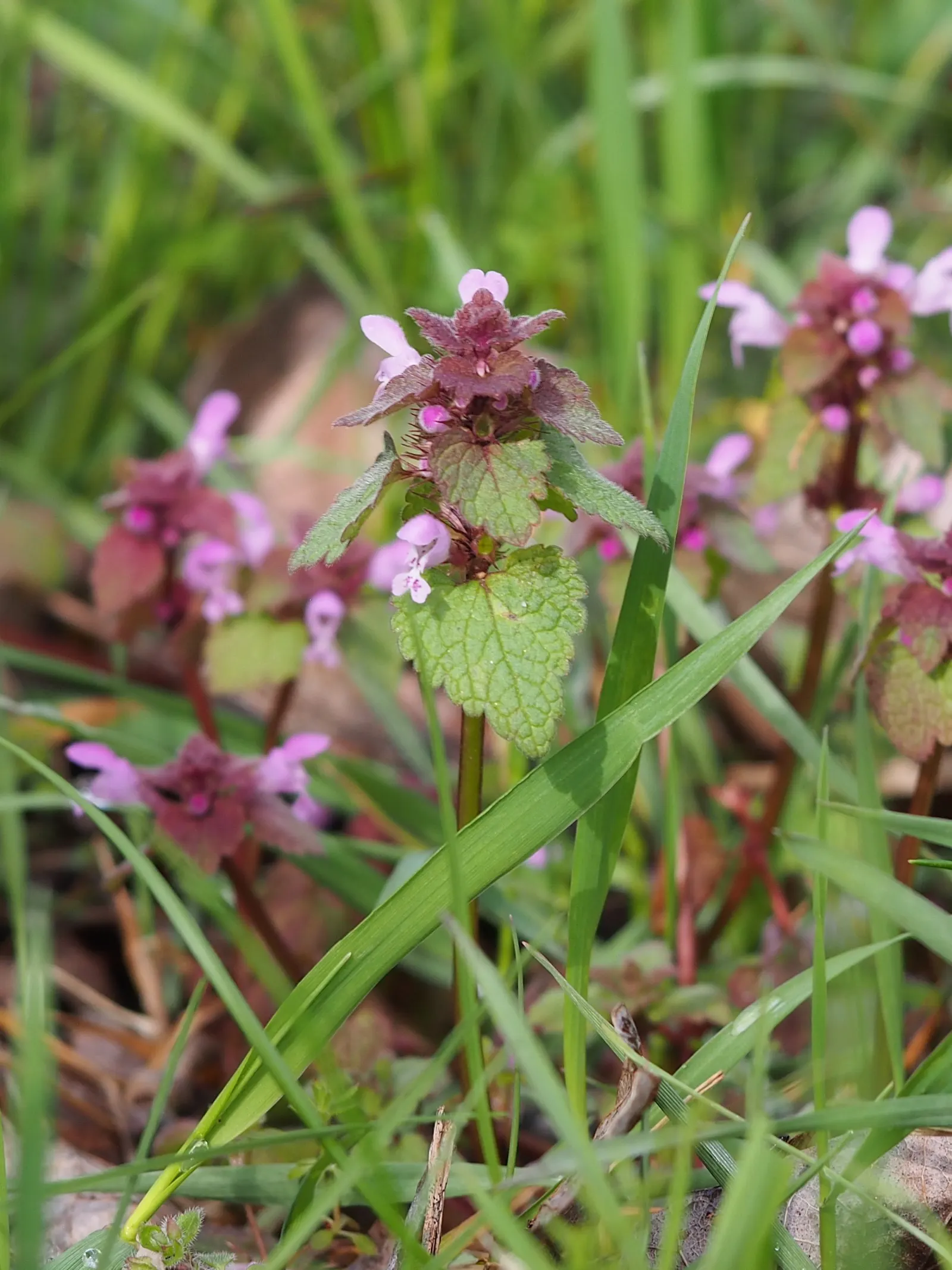 Dead Nettle (Lamium Maculatum) — pink and white and yellow flowers in the garden; is an herbaceous perennial that offers a multitude of benefits, image 70