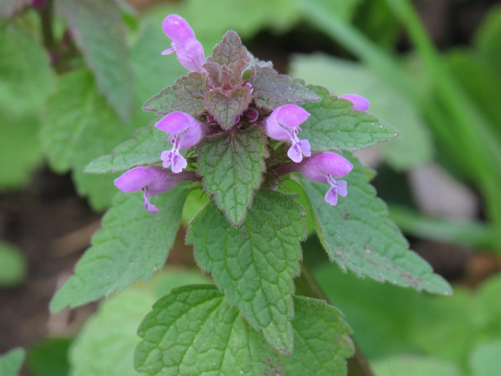 Dead Nettle (Lamium Maculatum) — Dead Nettle thrives in zones 3-8, preferring moist, well-draining soil; commonly known as Dead Nettle, image 76