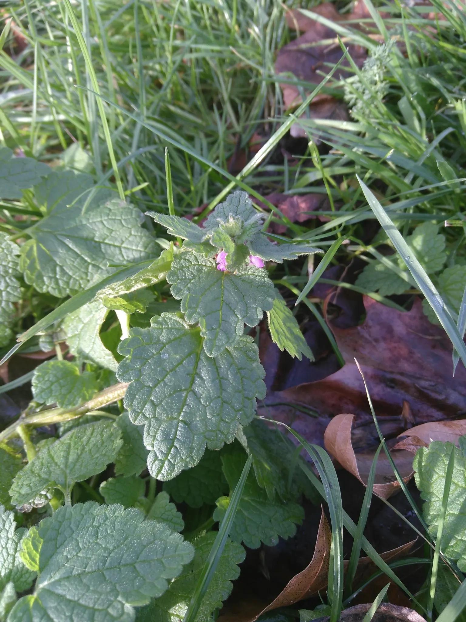 Dead Nettle (Lamium Maculatum) — is an herbaceous perennial that offers a multitude of benefits for both landscape design and the home gardener, image 79