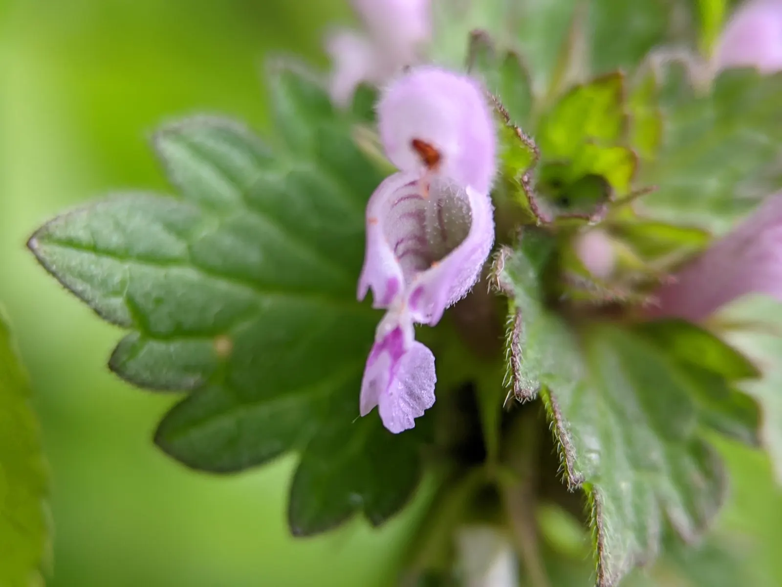 Dead Nettle (Lamium Maculatum) — and attraction of pollinators such as bees; with a distinctive silver marking on the broad, image 67