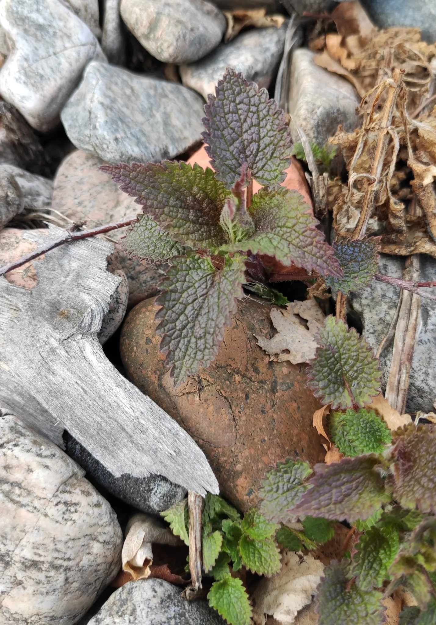 Dead Nettle (Lamium Maculatum) — When mapping out your landscape design; ground cover for half or shade, image 93