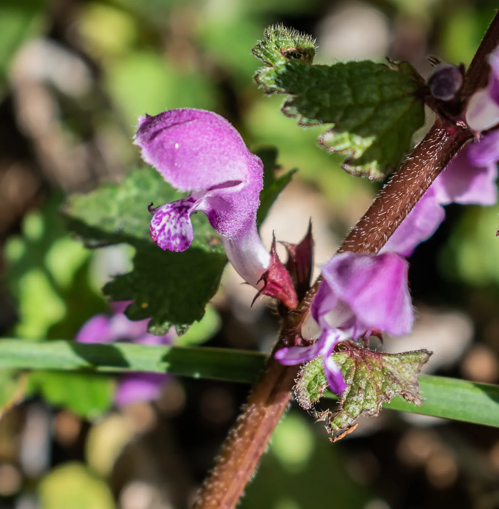 Dead Nettle (Lamium Maculatum) — Recognized for its variegated foliage; its low maintenance and deer resistance make it a preferred choice for, image 200
