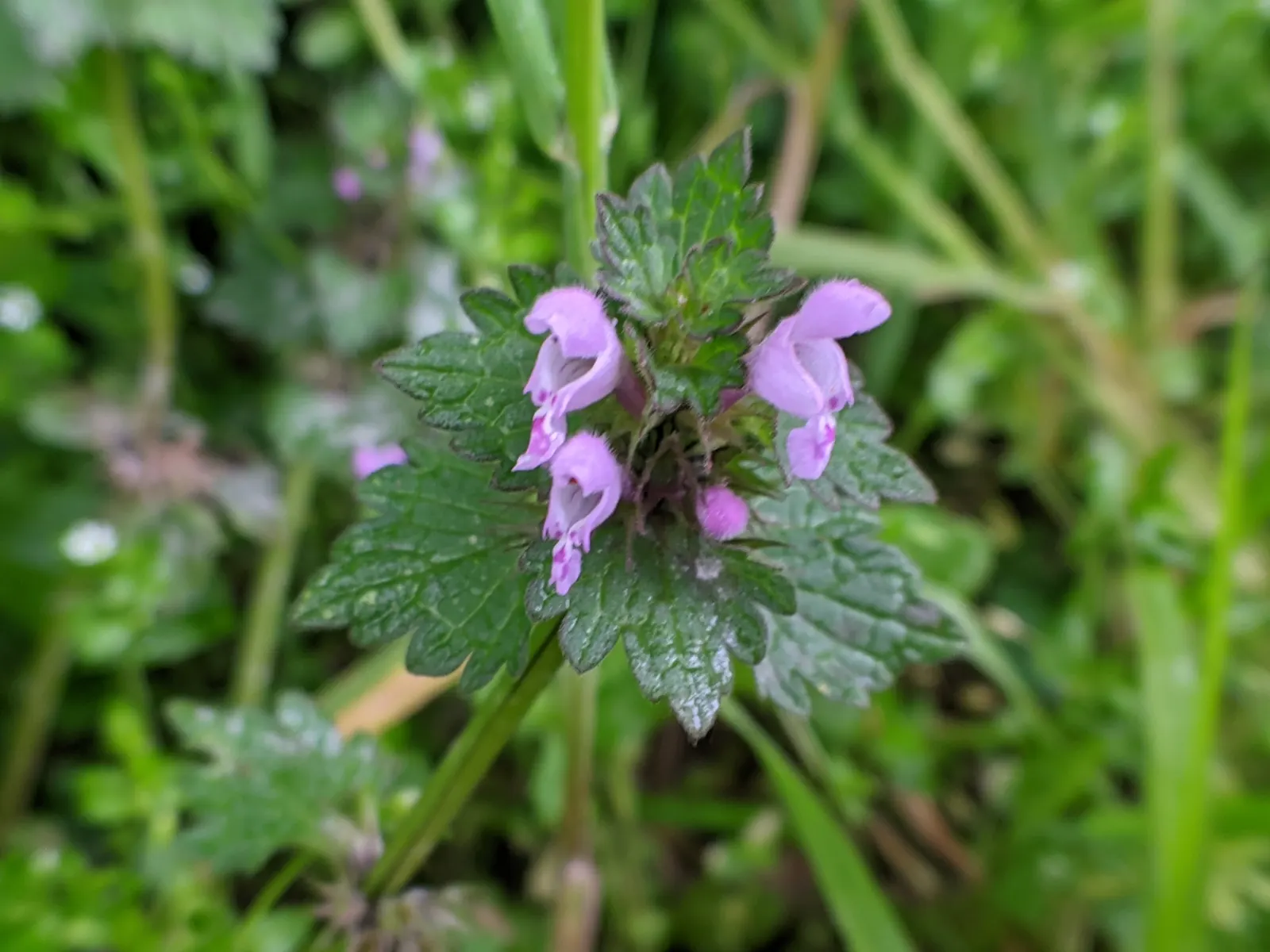 Dead Nettle (Lamium Maculatum) — This plant tolerates a variety of lighting conditions but favors partial to full shade; it's an ideal selection for a client