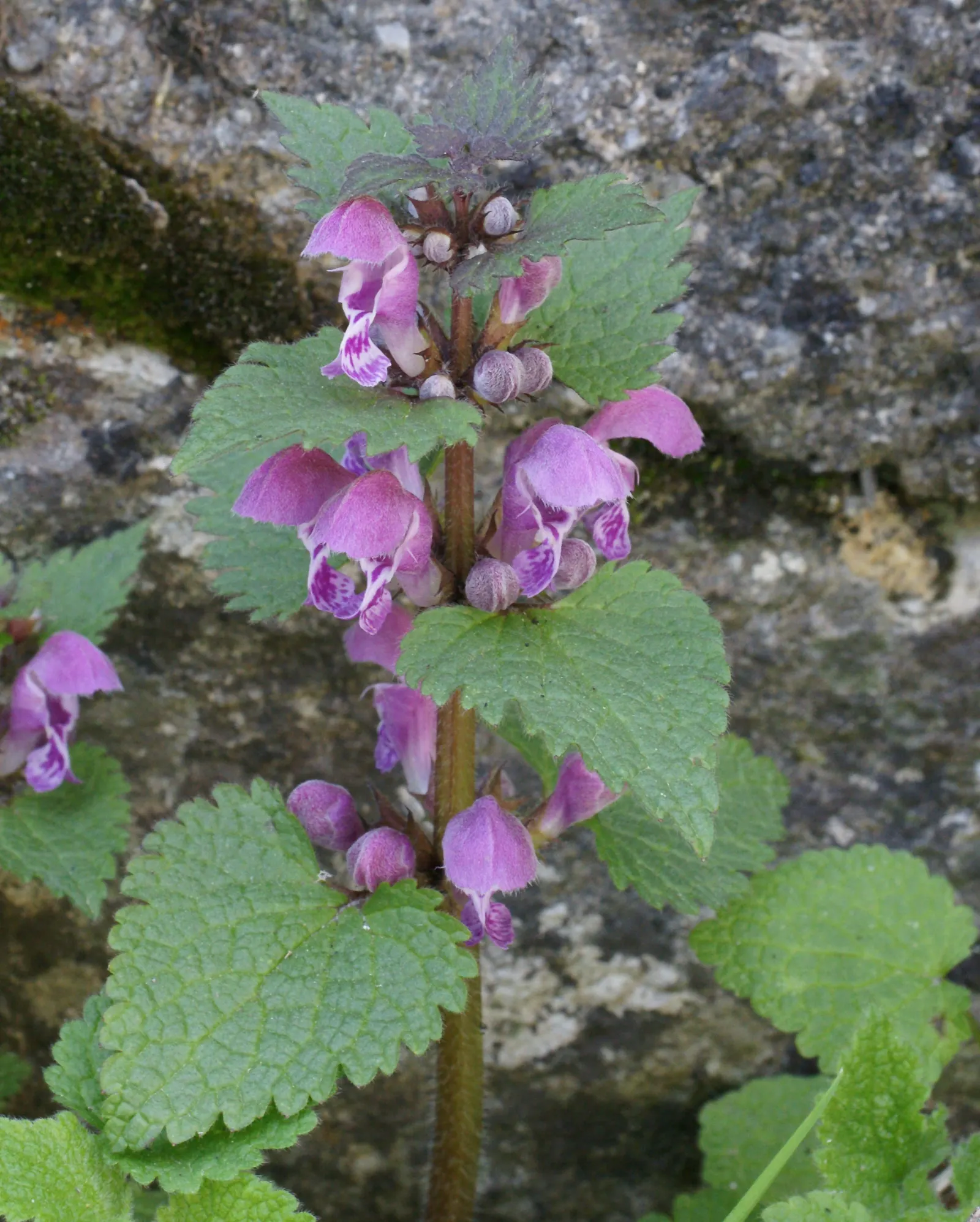 Dead Nettle (Lamium Maculatum) — It's an ideal selection for a client seeking to add texture and coverage with minimal upkeep; this plant tolerates, image 92