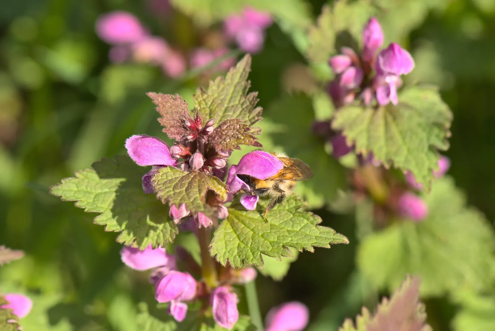 Dead Nettle (Lamium Maculatum) — tubular flowers bloom in shades of pink; well-drained soil with a pH that is neutral to slightly acidic, image 181