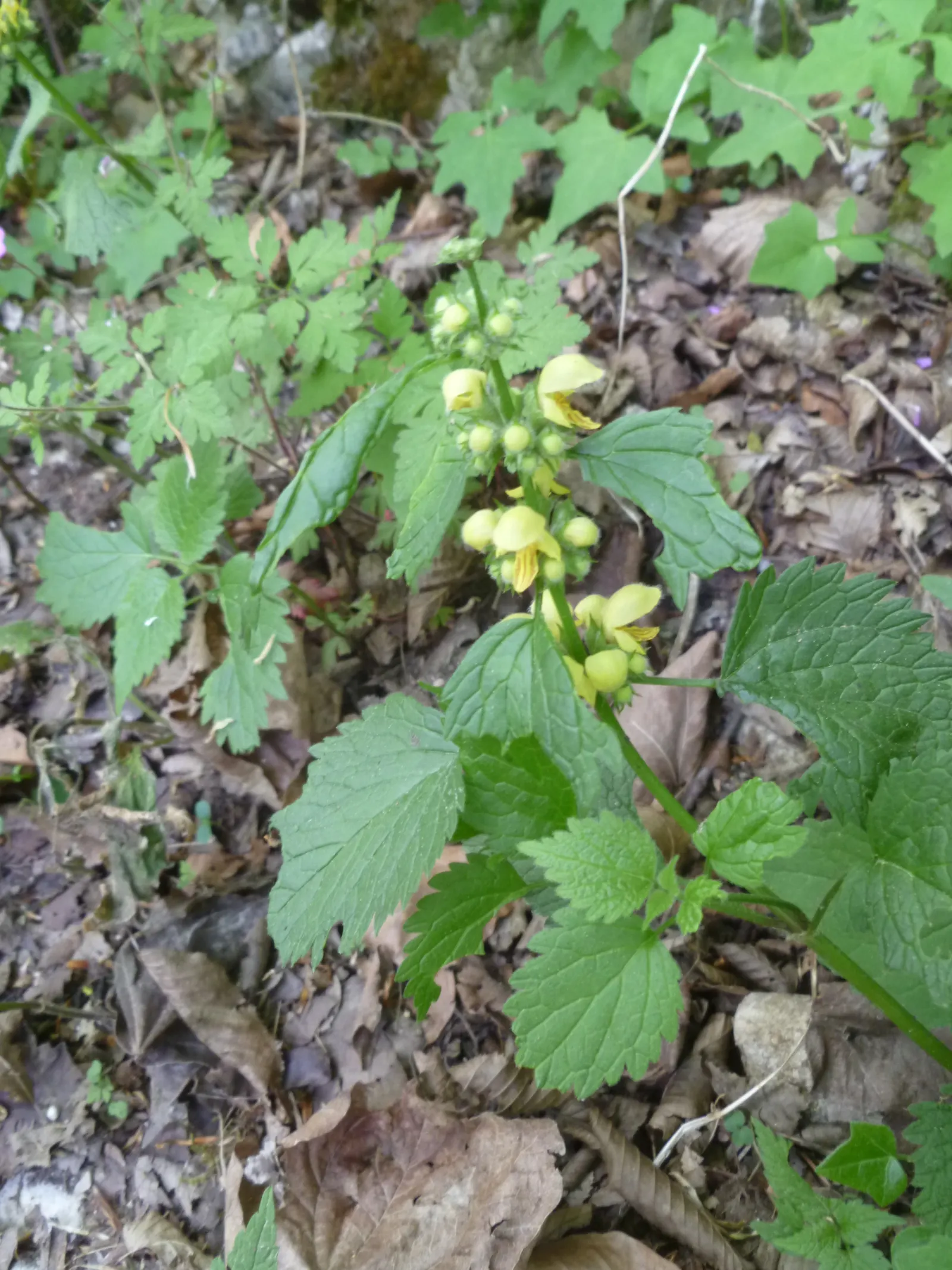 Dead Nettle (Lamium Maculatum) — ground cover for half or shade; when mapping out your landscape design, image 216