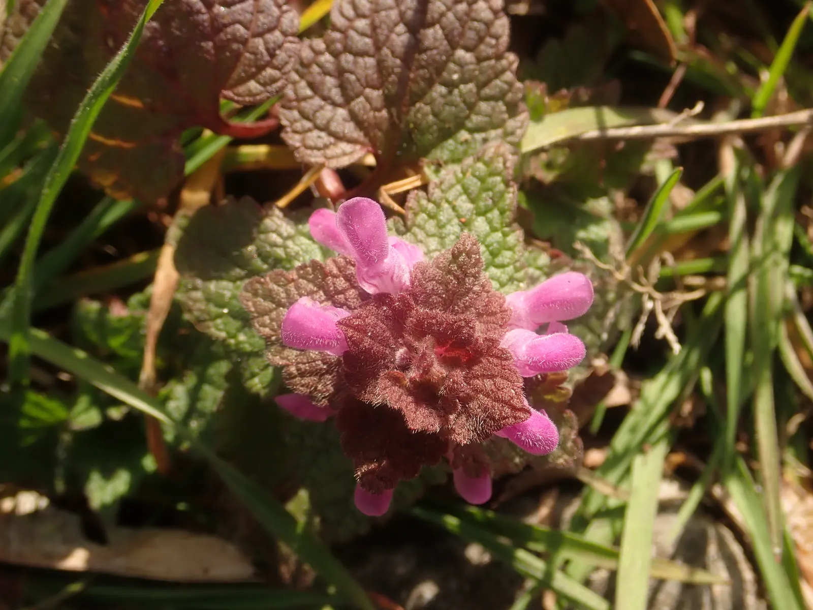 Dead Nettle (Lamium Maculatum) — During late spring to early summer; this plant typically reaches a height of 6 to 12 inches with a spread of 18 to, image 84