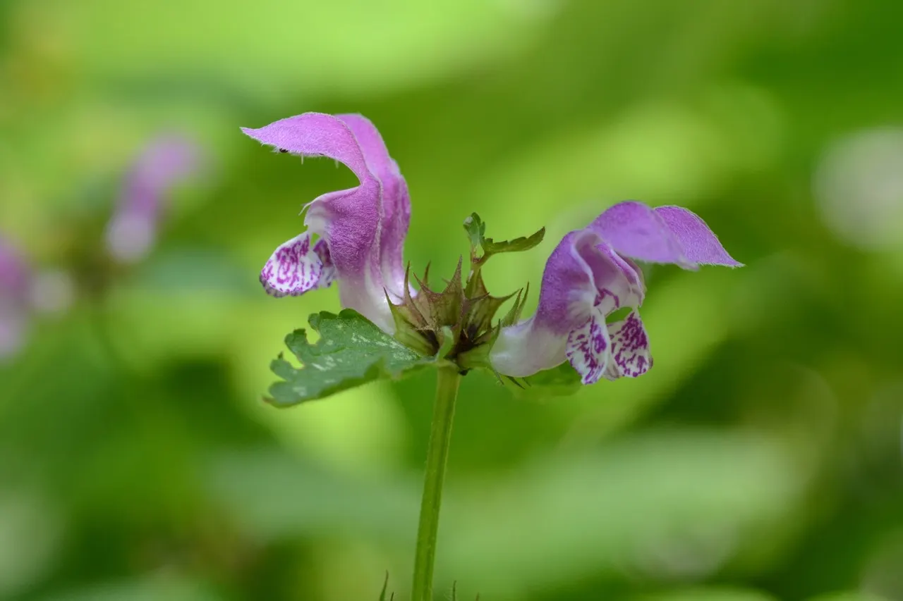 Dead Nettle (Lamium Maculatum) — Recognized for its variegated foliage; its low maintenance and deer resistance make it a preferred choice for, image 248