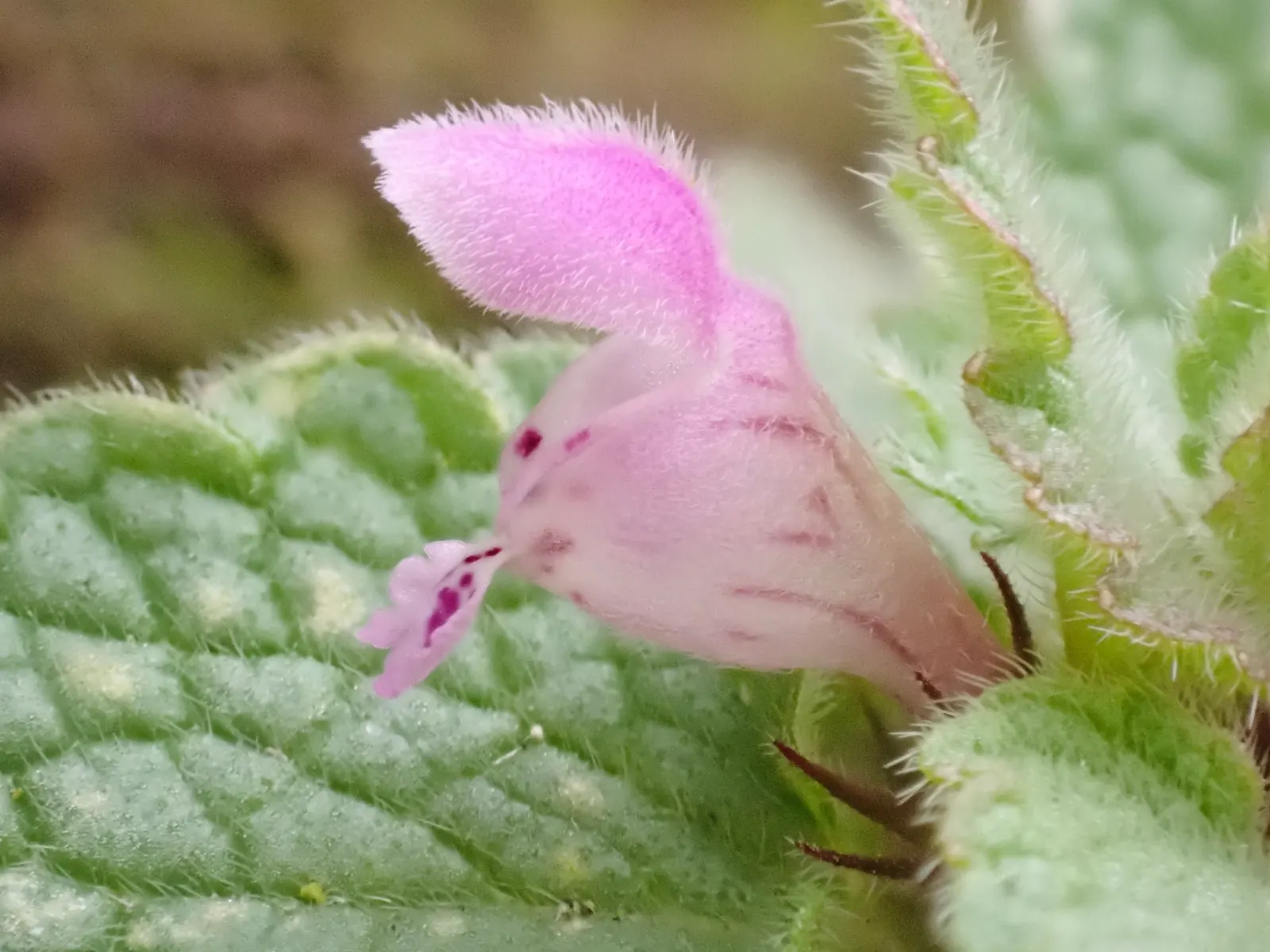 Dead Nettle (Lamium Maculatum) — and attraction of pollinators such as bees; with a distinctive silver marking on the broad, image 91