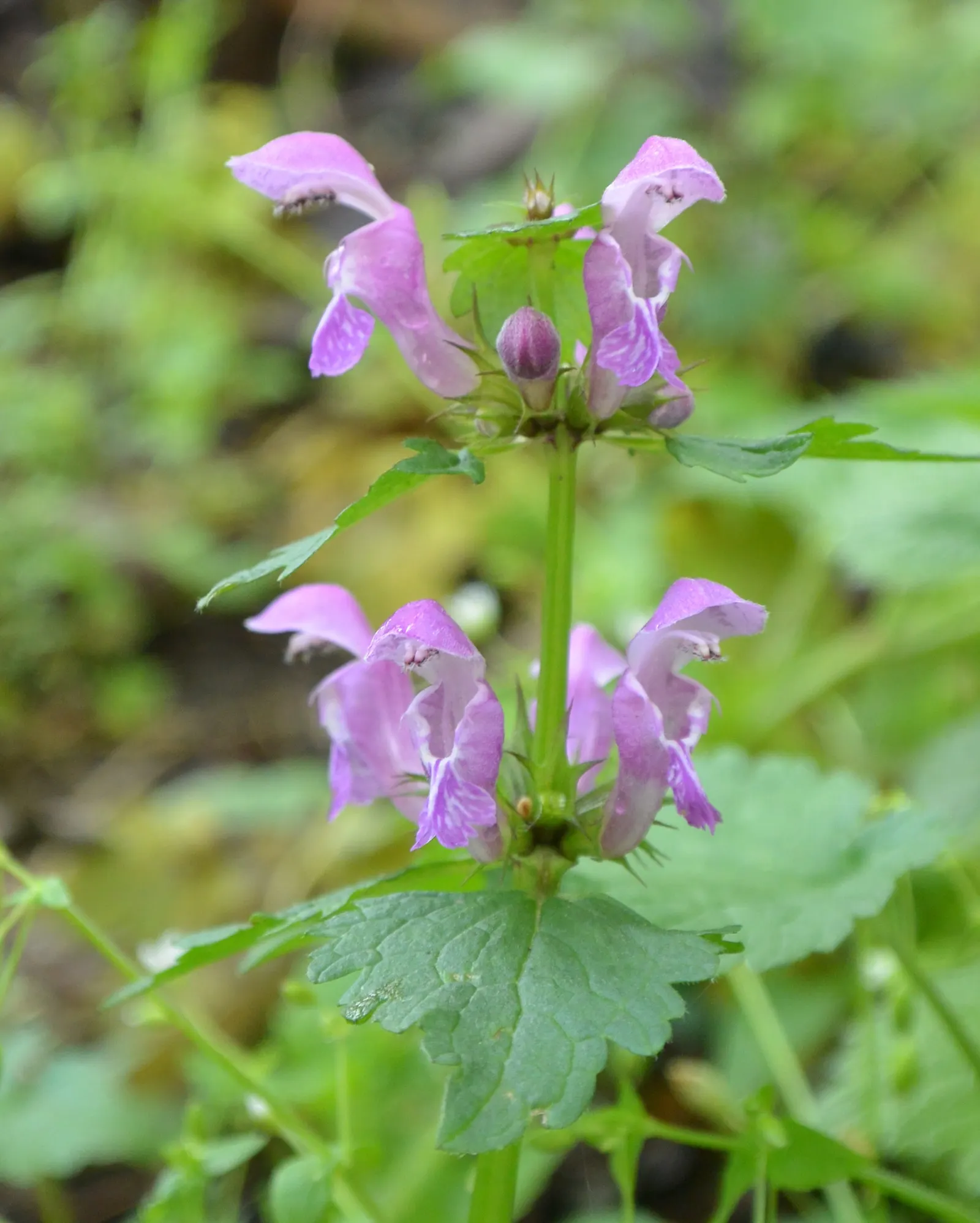 Dead Nettle (Lamium Maculatum) — and attraction of pollinators such as bees; with a distinctive silver marking on the broad, image 211