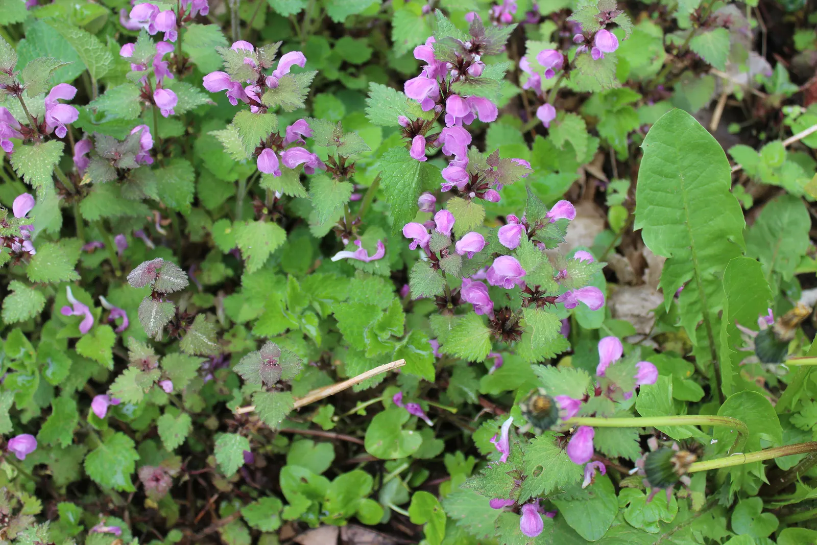 Dead Nettle (Lamium Maculatum) — pink and white and yellow flowers in the garden; is an herbaceous perennial that offers a multitude of benefits, image 238