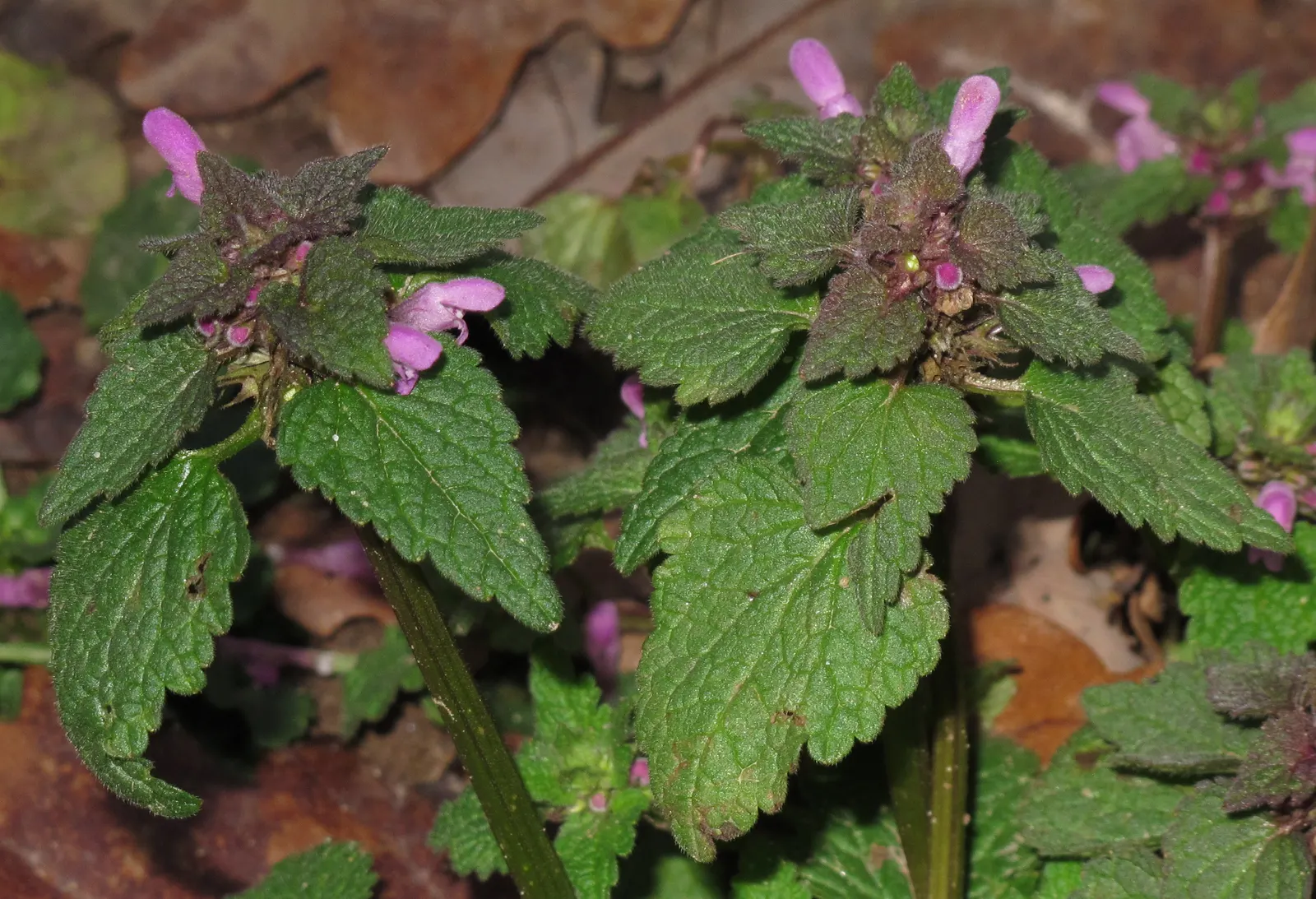Dead Nettle (Lamium Maculatum) — These blooms contrast well with the foliage and can intermittently reappear throughout the growing season