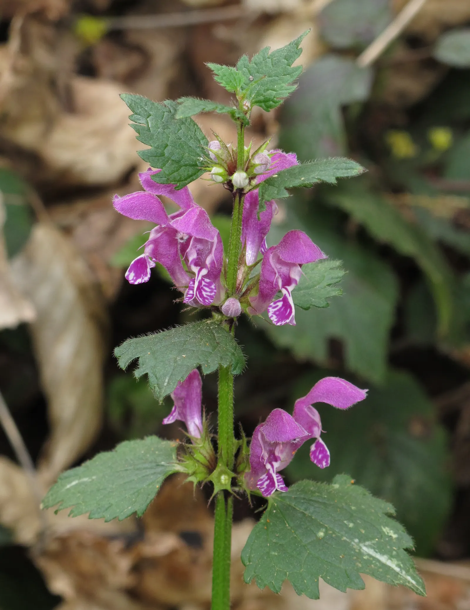 Dead Nettle (Lamium Maculatum) — heart-shaped green leaves; is a shade-tolerant perennial with variegated foliage and hooded pink, image 59