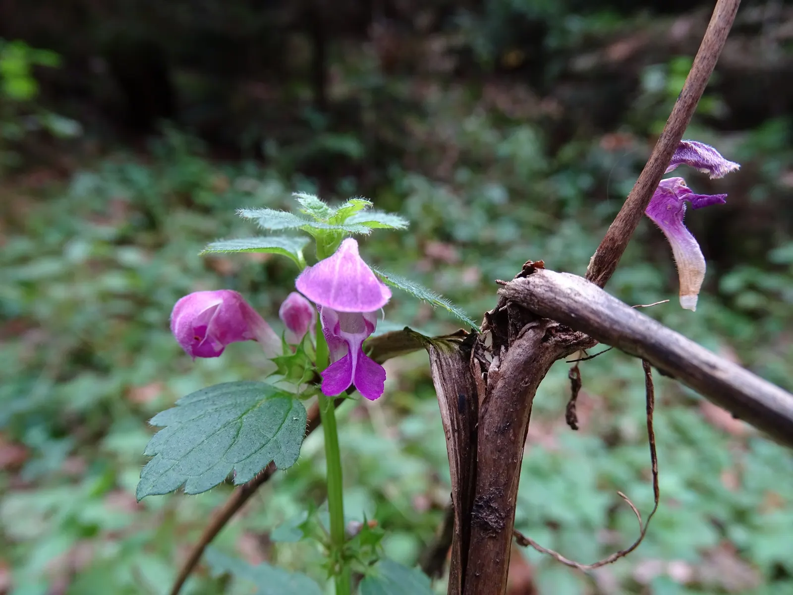 Dead Nettle (Lamium Maculatum) — During late spring to early summer; this plant typically reaches a height of 6 to 12 inches with a spread of 18 to, image 204
