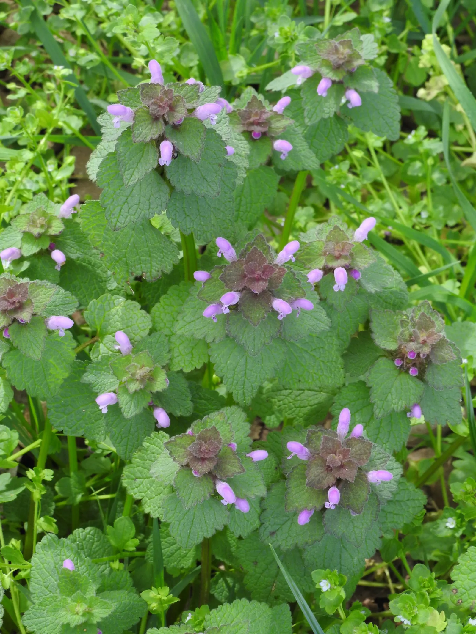 Dead Nettle (Lamium Maculatum) — commonly known as Dead Nettle; dead Nettle thrives in zones 3-8, preferring moist, well-draining soil, image 73