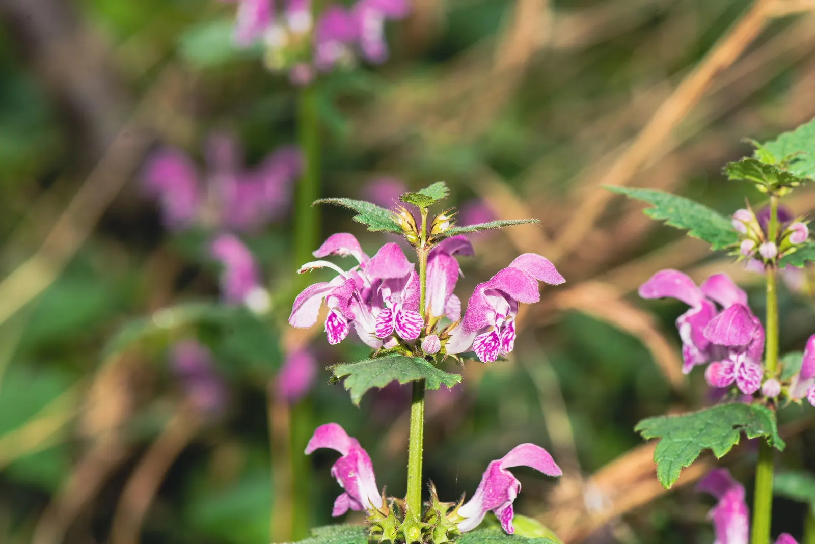 Dead Nettle (Lamium Maculatum) — Blooms appear in late spring to early summer; these blooms contrast well with the foliage and can intermittently, image 222