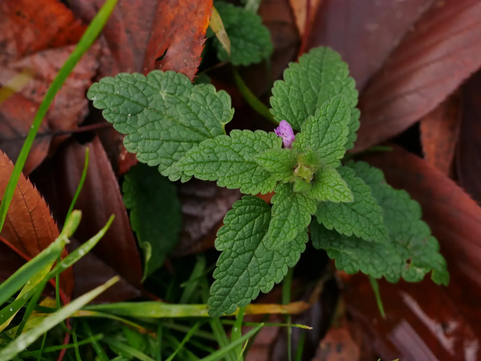 Dead Nettle (Lamium Maculatum) — Reaching 6-12 inches tall with a spread of 18-24 inches, it makes an excellent ground cover; lamium maculatum is, image 75