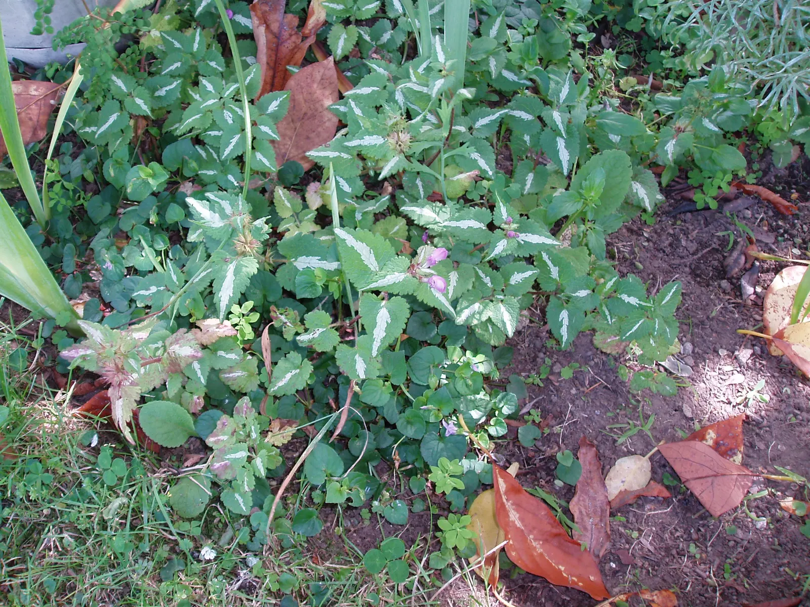 Dead Nettle (Lamium Maculatum) — Dead Nettle thrives in zones 3-8, preferring moist, well-draining soil; commonly known as Dead Nettle, image 196