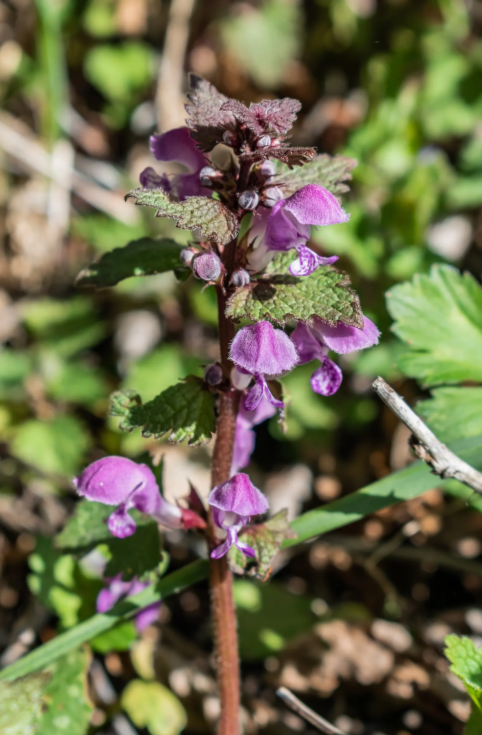 Dead Nettle (Lamium Maculatum) — Its low maintenance and deer resistance make it a preferred choice for woodland gardens and shaded borders, image 197