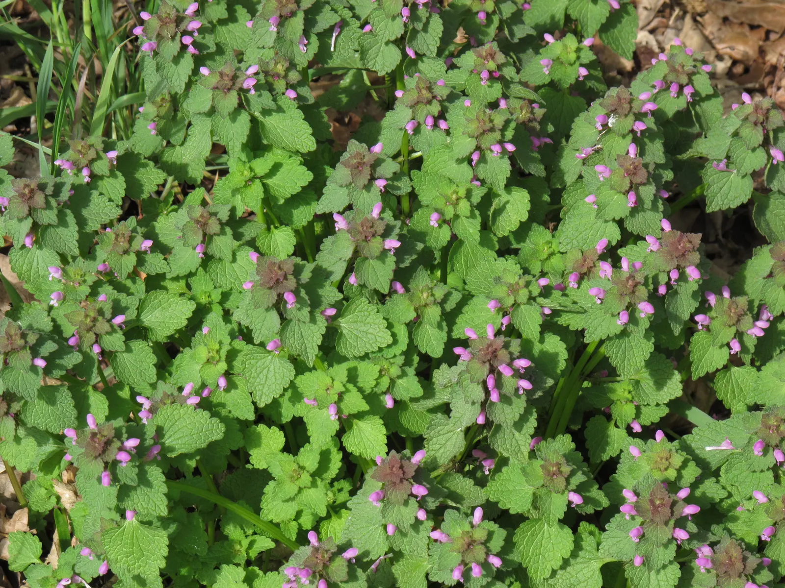 Dead Nettle (Lamium Maculatum) — When mapping out your landscape design