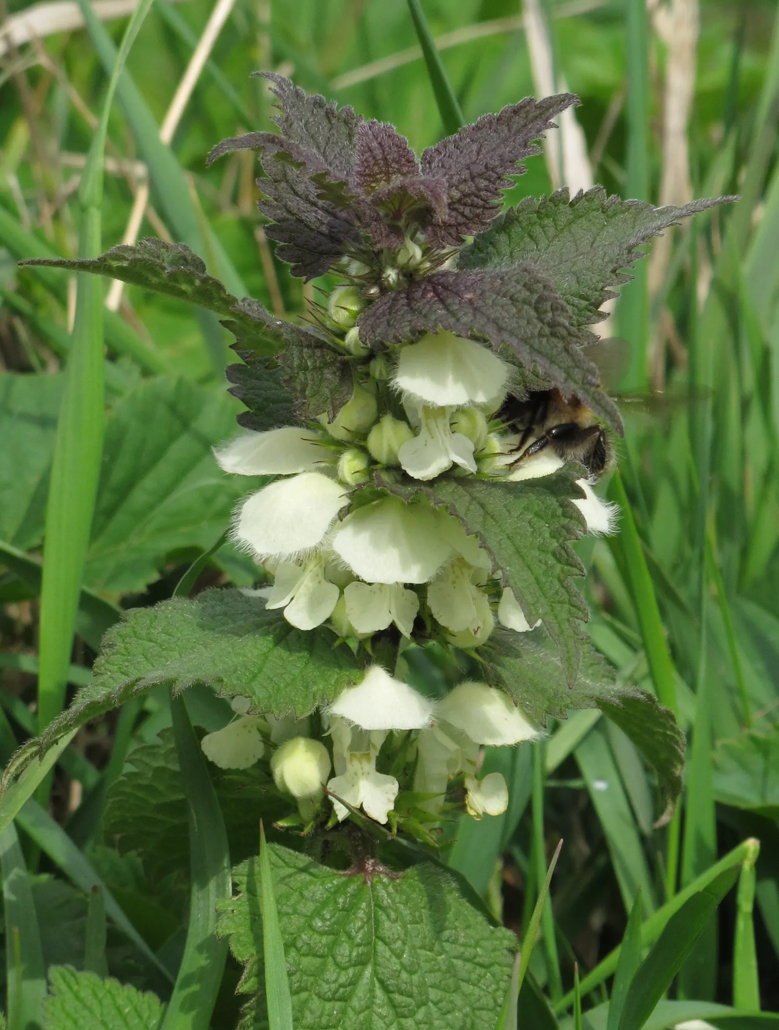 Dead Nettle (Lamium Maculatum) — This plant tolerates a variety of lighting conditions but favors partial to full shade