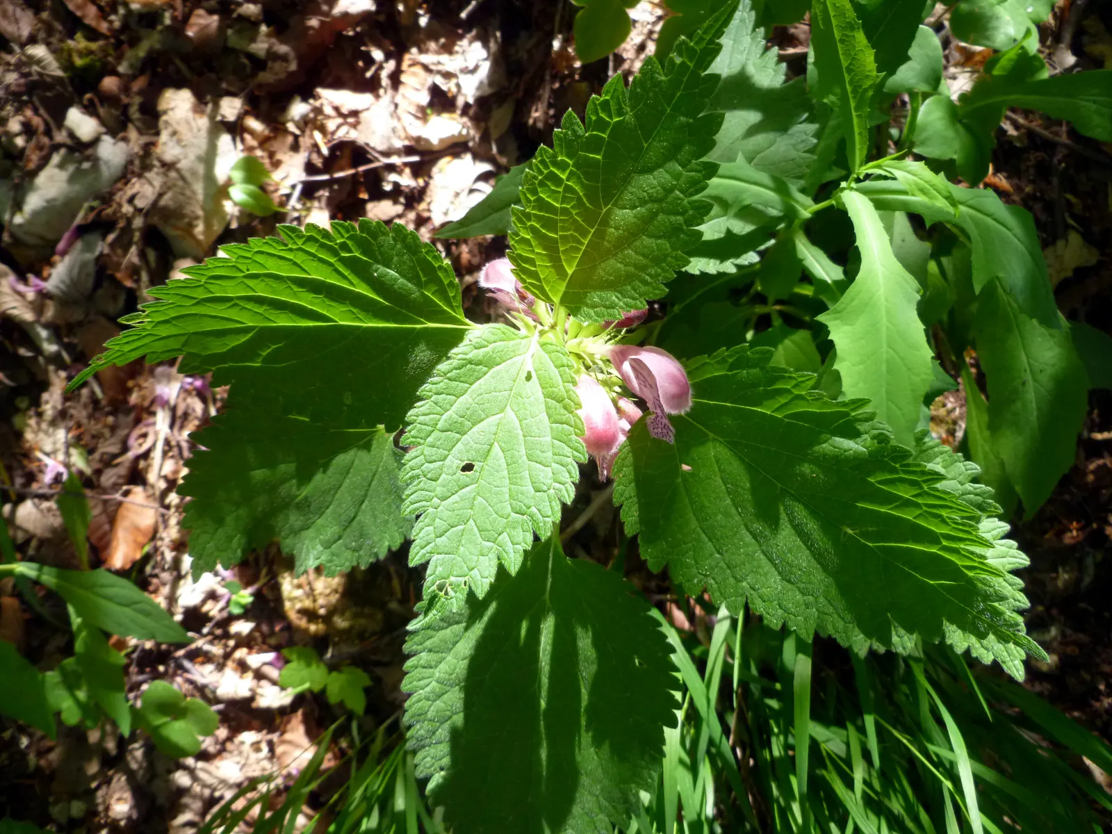 Dead Nettle (Lamium Maculatum) — this plant typically reaches a height of 6 to 12 inches with a spread of 18 to 24 inches; during late spring to, image 249