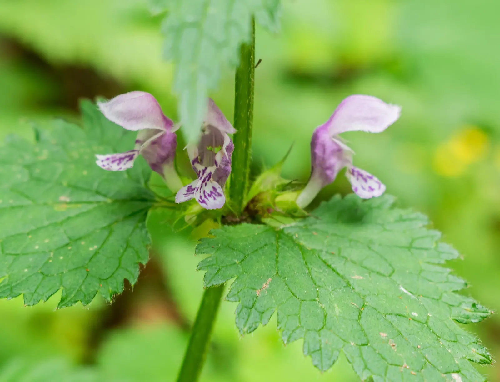 Dead Nettle (Lamium Maculatum) — this plant typically reaches a height of 6 to 12 inches with a spread of 18 to 24 inches; during late spring to, image 225