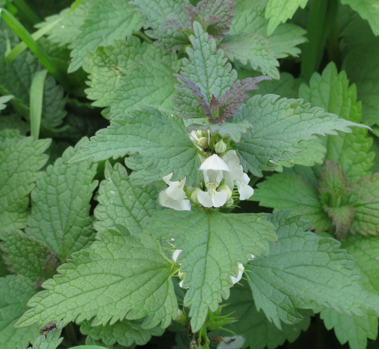 Dead Nettle (Lamium Maculatum) — pink and white and yellow flowers in the garden