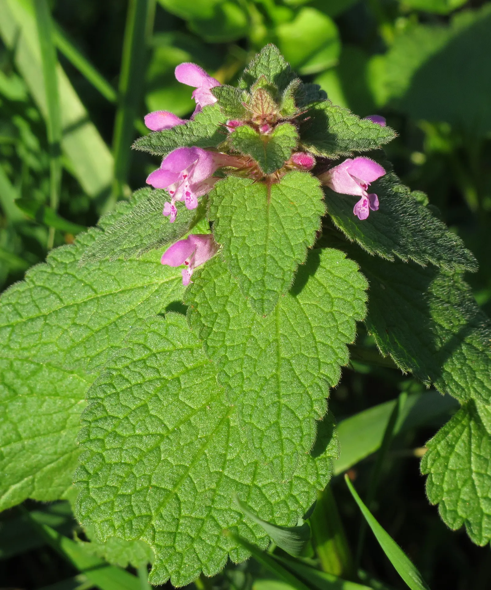 Dead Nettle (Lamium Maculatum) — It's an ideal selection for a client seeking to add texture and coverage with minimal upkeep
