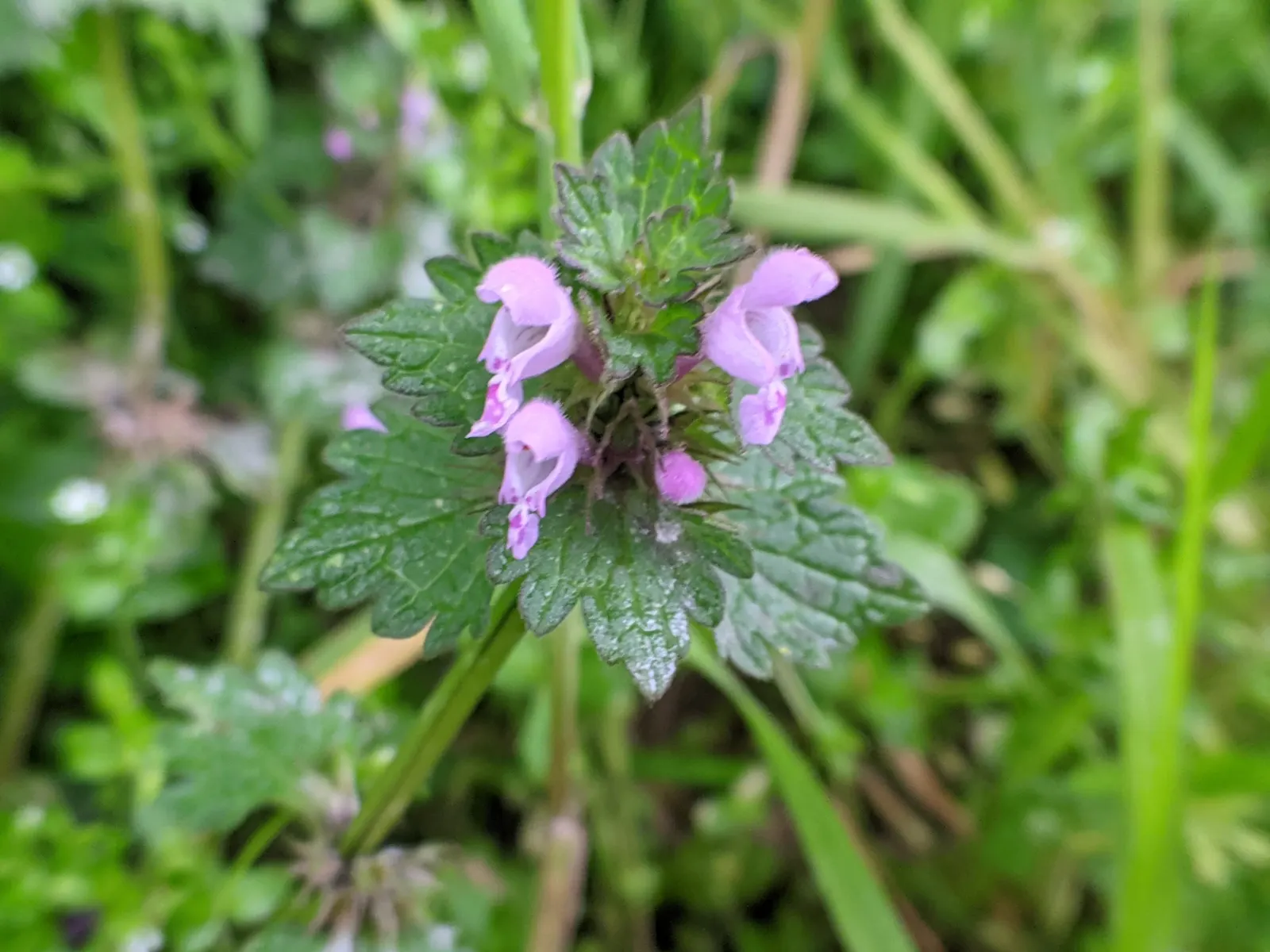 Dead Nettle (Lamium Maculatum) — well-drained soil with a pH that is neutral to slightly acidic; tubular flowers bloom in shades of pink