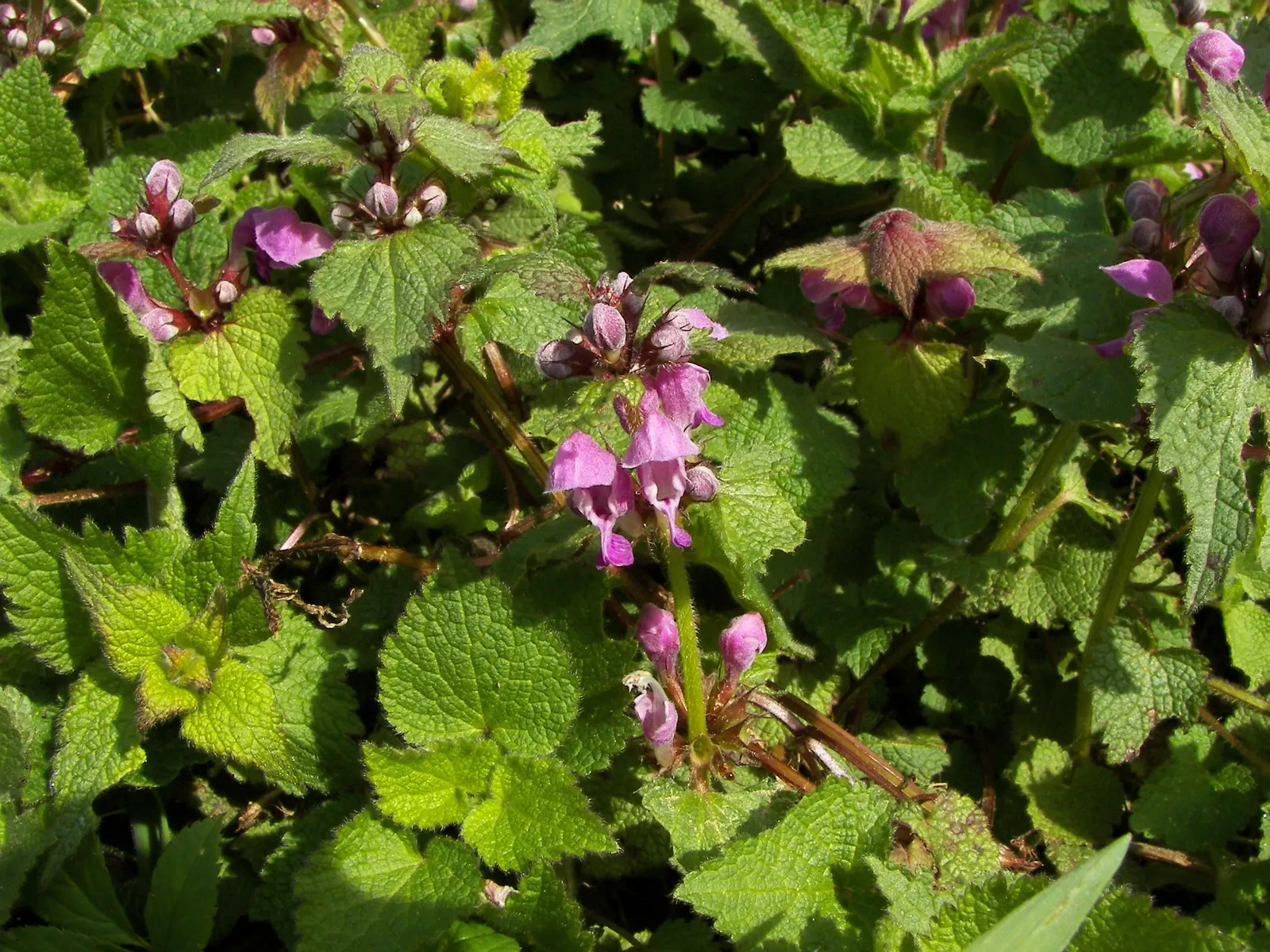 Dead Nettle (Lamium Maculatum) — well-drained soil with a pH that is neutral to slightly acidic; tubular flowers bloom in shades of pink, image 232