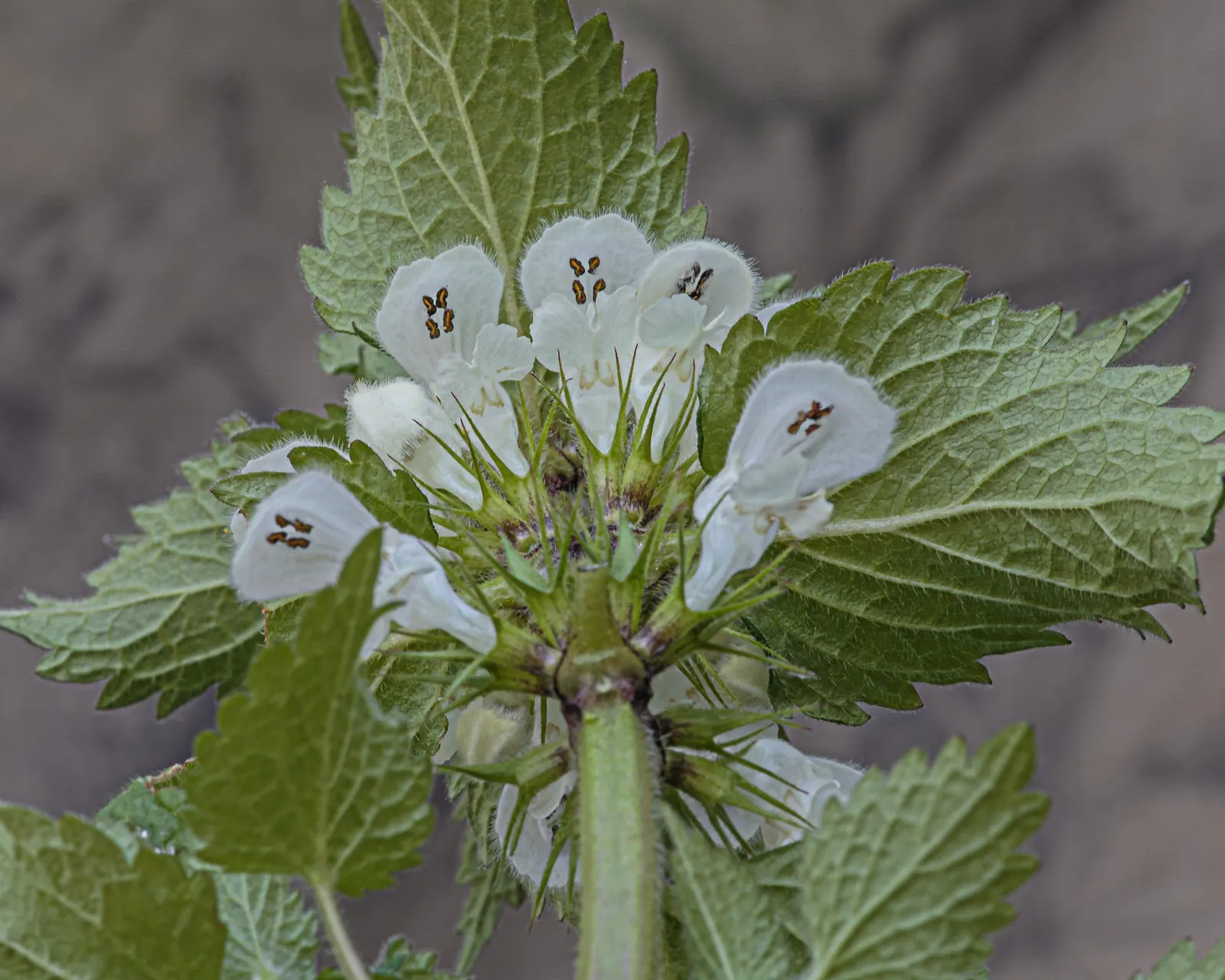 Dead Nettle (Lamium Maculatum) — adding a pop of color and aesthetic appeal; ground cover with pink and white and yellow blooms, image 86
