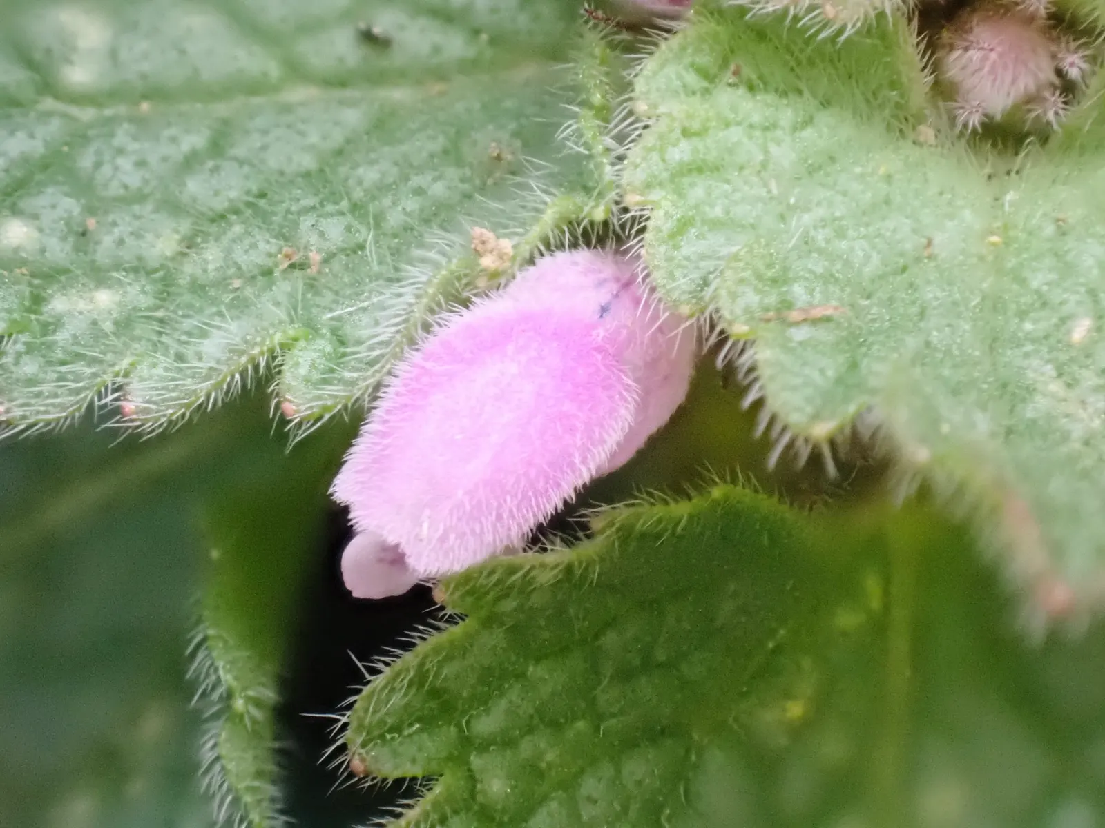 Dead Nettle (Lamium Maculatum) — commonly known as Dead Nettle; dead Nettle thrives in zones 3-8, preferring moist, well-draining soil, image 97