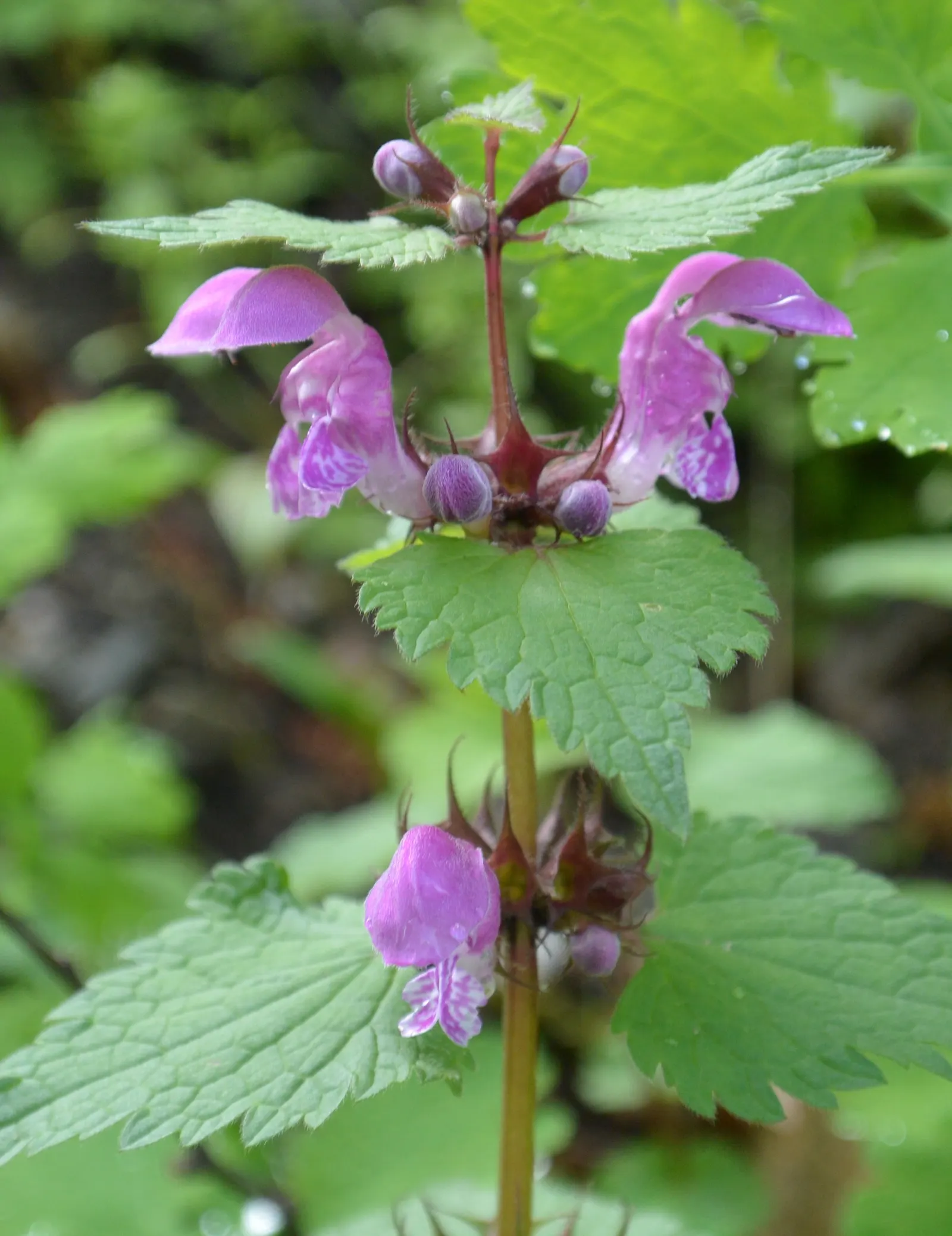 Dead Nettle (Lamium Maculatum) — Reaching 6-12 inches tall with a spread of 18-24 inches, it makes an excellent ground cover; lamium maculatum is, image 267