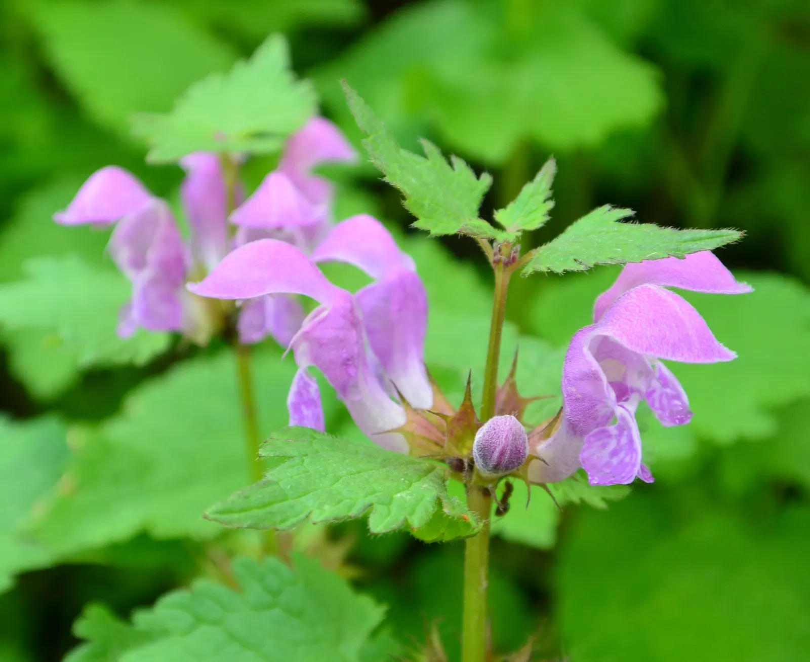 Dead Nettle (Lamium Maculatum) — commonly known as Dead Nettle; dead Nettle thrives in zones 3-8, preferring moist, well-draining soil, image 193