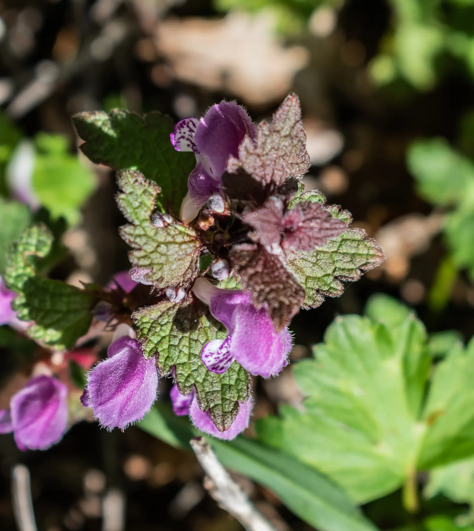 Dead Nettle (Lamium Maculatum) — adding a pop of color and aesthetic appeal; ground cover with pink and white and yellow blooms, image 206