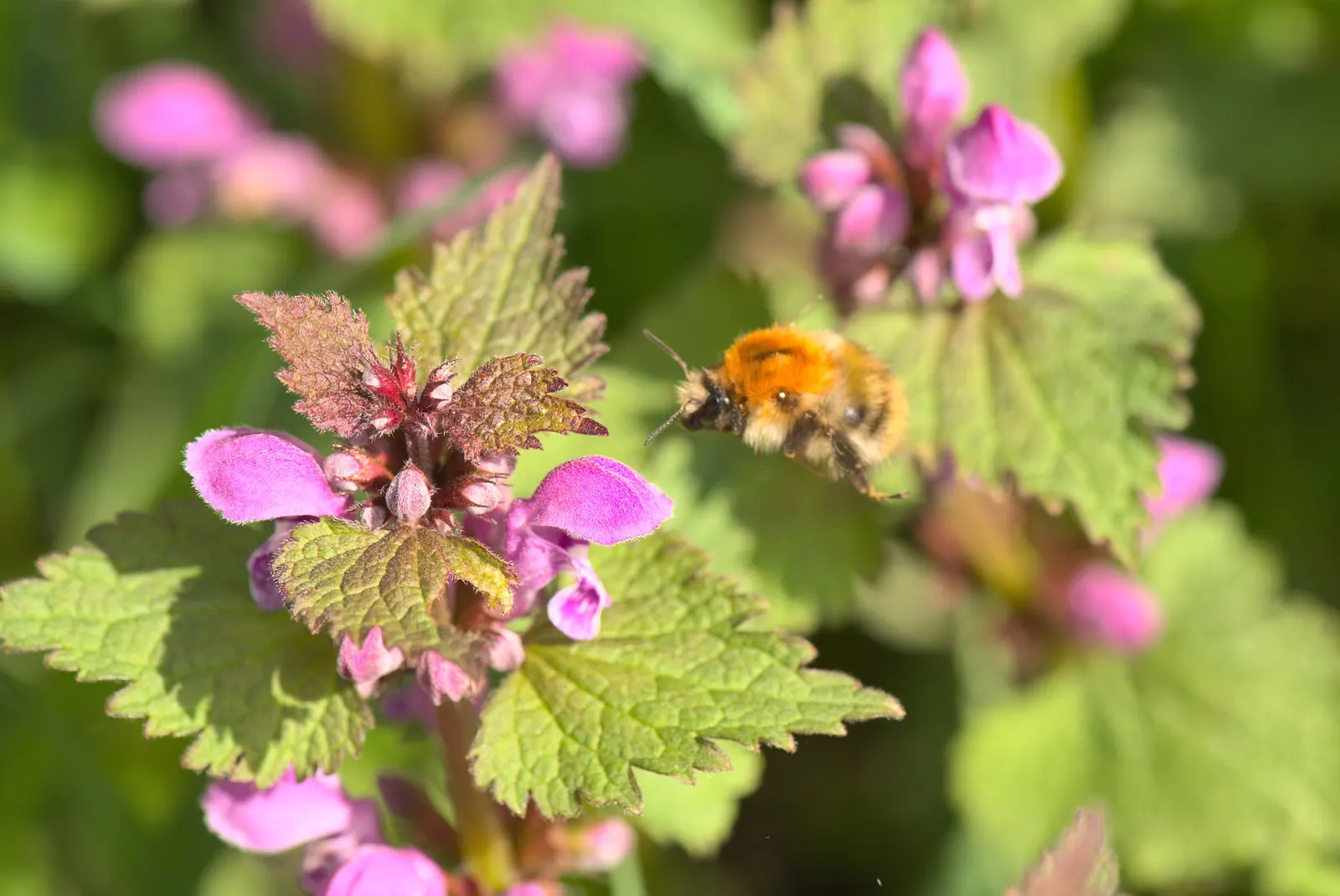 Dead Nettle (Lamium Maculatum) — is a shade-tolerant perennial with variegated foliage and hooded pink; heart-shaped green leaves, image 194