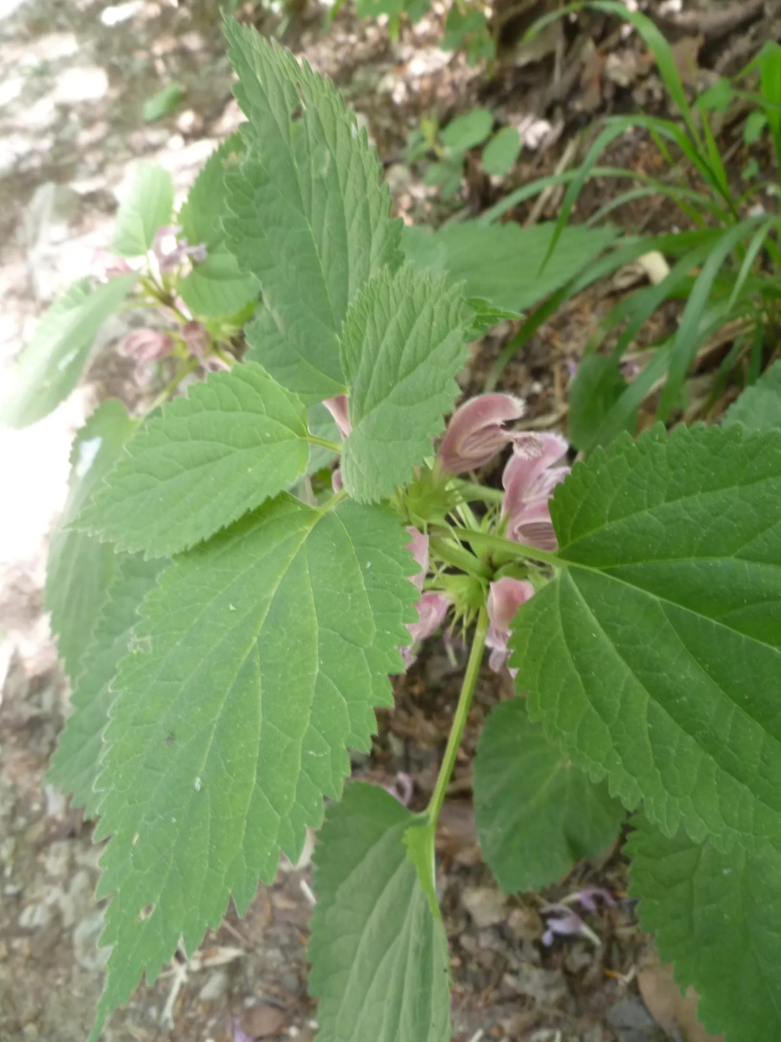Dead Nettle (Lamium Maculatum) — heart-shaped green leaves; is a shade-tolerant perennial with variegated foliage and hooded pink, image 179